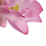 <p>bis zu 30%<br/><strong>Duftölanteil</strong></p>