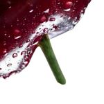 <p><strong>Kostenloser Versand</strong></p>